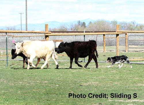 Shasta Cattle