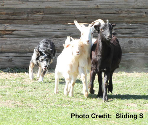 Shasta Goats
